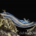 nudibranch_sne_h_0085_yap0419.jpg